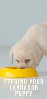 Feeding Your Labrador Puppy How Much Diet Charts And The Best Food In 2020 Labrador Puppy Puppies Small Puppies