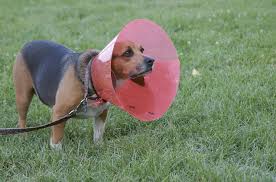 They lick or chew the area to clean it and make it feel better. 5 Alternatives To The Dreaded Cone Of Shame Petguide