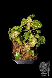 Image result for Calvoa