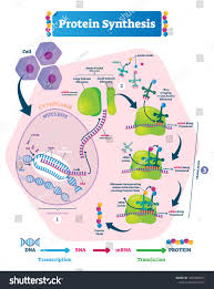 Protein Synthesis Vector Illustration Labeled Transcription And Translation Steps Diagram With Full Cycle Ex In 2020 Protein Biology Protein Synthesis Biology Lessons