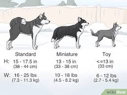 It is an energetic, intelligent dog with an appearance that reflects its northern heritage. 3 Ways To Identify An Alaskan Klee Kai Wikihow Pet