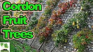 These fruit tree's has been grown specifically in a u cordon shape, which makes it easier to pick and is great for growing against walls, fences or as a garden divider. How To Grow Cordon Fruit Trees Complete Guide Youtube