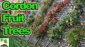 You can also grow trained trees along a trellis, to make an interesting partition in a larger garden. How To Grow Cordon Fruit Trees Complete Guide Youtube