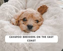 We did not find results for: 6 Best Cavapoo Breeders On The East Coast 2021 We Love Doodles