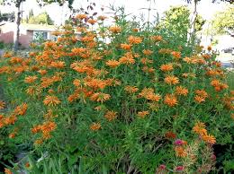 Image result for Leonotis nepetifolia