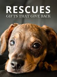 Holiday Gifts That Give Back Street Dogs Animals Animal Abuse
