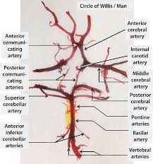 We did not find results for: The Mouse Circle Of Willis Springerlink