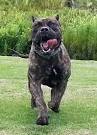 Presa Canario Puppies For Sale by Reputable Breeders ...