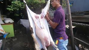 Pengulitan kambing dengan cutter dilanjutkan sembelihan tarik dgn pisau 13 cmподробнее. Menguliti Kambing Dengan Victorinox Made In Swiss From Adhistore Com By Adhistore Com