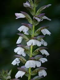 Image result for Mellera lobulata