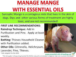 Pin On Young Living Essential Oils