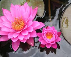 China is one of the biggest cultivators of lotus flowers, and they tend to have a crop rotation system that usually involves rice and different types of. Pink And Purple Lotus Flower Flowers Of Spiritual Environmental Earth