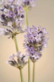 Lavender Flower Water Diy Lavender Flowers Lavender Water English Lavender