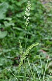 Image result for Koeleria