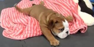Pin On Dogs