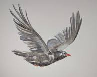 Drawing & painting British Birds for the Bath ...