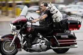 Pin On Motorcycle Pet Carriers