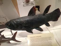 Cell)) + akantha spine (see acrid (cf. Rom Coelacanth Model Skulptura