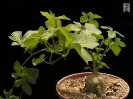 Image result for Kedrostis nana