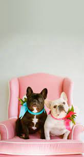 Find wallpapers and download to your desktop. French Bulldogs Dogs Bows Pink Iphone Wallpaper Background Phone Lock Screen Bulldog Wallpaper Bulldog French Bulldog