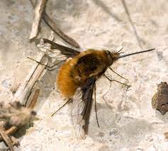 Antennae in insects come in a variety of shapes and sizes. Bombylius Major Wikipedia