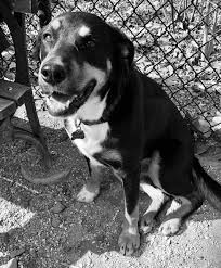 As this dog has no breed standards their appearance can vary. Jack The Shepherd Rottweiler Labrador Great Dane Chow Pit Bull Swiss Mountain Dog Terrier Mix Sidekick Part 4 Dog Culture
