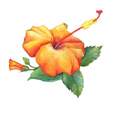 Mar 29, 2019 · flowers have historical importance in japanese culture, whether they are used to create ornate floral arrangements or included in woodblock prints. Orange Hibiscus Flower Stock Illustration Illustration Of Aquarelle 86808420