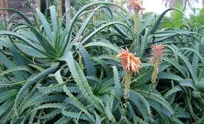 Substancia clematis erecta de homeopatpã¯â¿â½a. Know Your Remedies Aloe Socotrina Aloe Homeopathy Plus