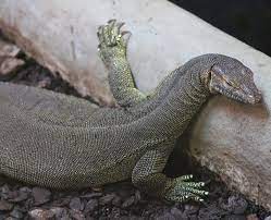 Mertens' water monitor varanus mertensi hm 291706. Mertens Water Monitor