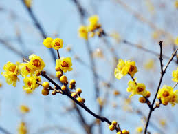 Nothing at all like summer flowering varieties, even the flowers are a different shape and the fragrance is a. Winter Flowering Scented Plants Saga