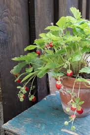 Alles Uber Erdbeeren Egal Ob Balkon Oder Garten Erdbeeren Garten Erdbeeren Pflanzen Balkon Erdbeeren Pflanzen