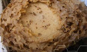 Resultado de imagen para abejas angelitas