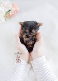 Yorkshire terriers, also known as, yorkies, have become one of the most popular dog breeds in the united states. Teacup Yorkie Puppies Florida Teacup Puppies Boutique