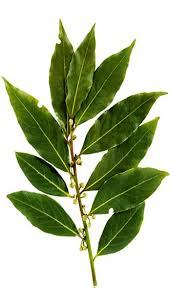 The foliage is glossy, dark green, the flowers are white, and the fruit is black. Bay Leaf Bay Laurel Tree