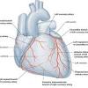 The drummond marginal artery and the riolan's arch are important links between the superior mesenteric artery (sma) and inferior mesenteric artery (ima). Https Encrypted Tbn0 Gstatic Com Images Q Tbn And9gcqfvyvs9rqhuepzdgcyqbkrdsop4lbovb7nplo Wez97d4i Rz Usqp Cau