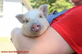 We provide events that will exceed your expectations. Small Set Up Package Barn Babies Traveling Petting Zoo