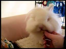 Lionhead Grooming Youtube