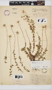 Image result for Felicia clavipilosa