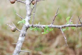 Image result for Commiphora africana
