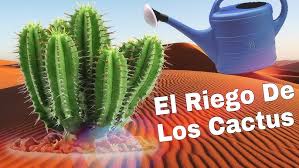 Es un pequeño cactus solitario, de crecimiento lento, de tallo más bien aplanado, de hasta 7,5 cm de diámetro y de 1 a 2 cm de altura, de color gris se cultiva a media sombra en un sustrato de tierra, resaca y arena gruesa. El Riego De Los Cactus Youtube