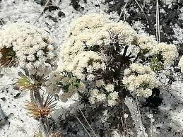 Image result for Syngonanthus welwitschii