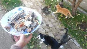 8 Hungry Cats Eat Fish Youtube