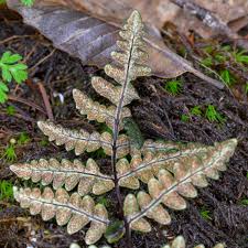 Image result for Pityrogramma aurantiaca