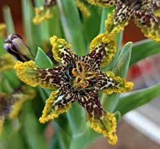 Image result for Ferraria glutinosa