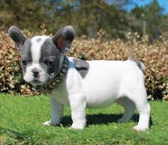 Maybe you would like to learn more about one of these? Pin On My Future Dog