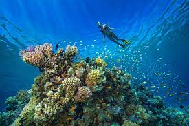 Diving is an internationally recognized sport that is part of the olympic games. Where To Find The Best Scuba Diving Sites In The Middle East Lonely Planet