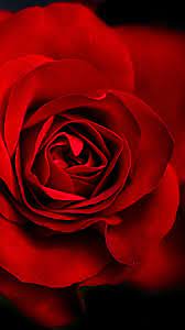 Red Rose Mobile Hd Wallpaper Beautiful Rose Flowers Images Red Roses Rose Wallpaper