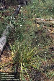 Image result for Eriocaulon transvaalicum