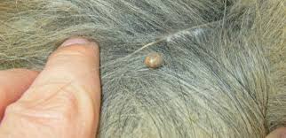 You Don T Have To Worry About Tick Bites When You Have A Natural Repellent Tick Removal Tick Bites On Dogs Ticks On Dogs