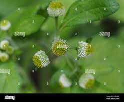 Image result for Dichrocephala